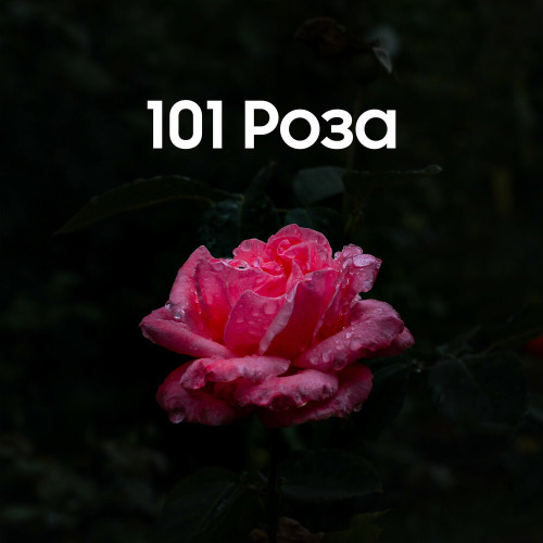 Абай Бегей – 101 роза