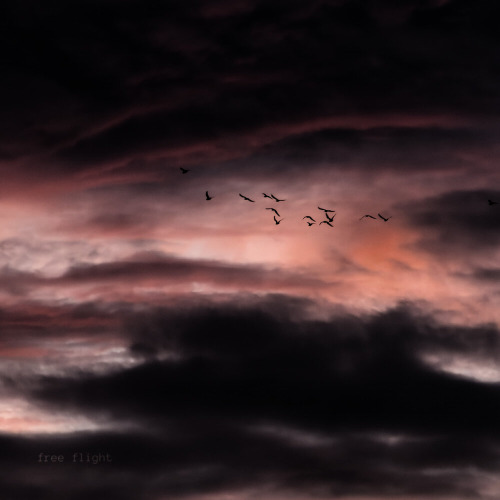 Free Flight