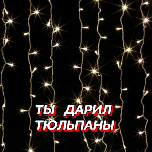 Ты дарил тюльпаны